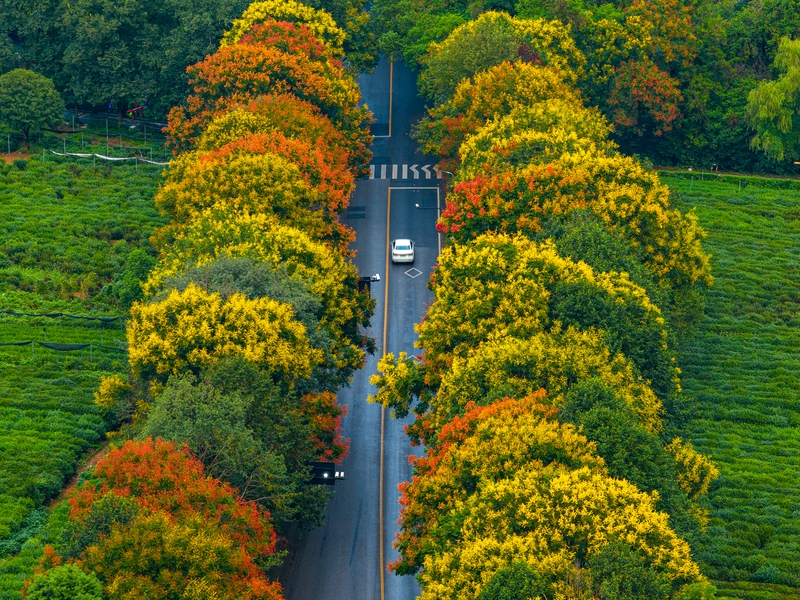 hangzhou welcomes autumn in full color